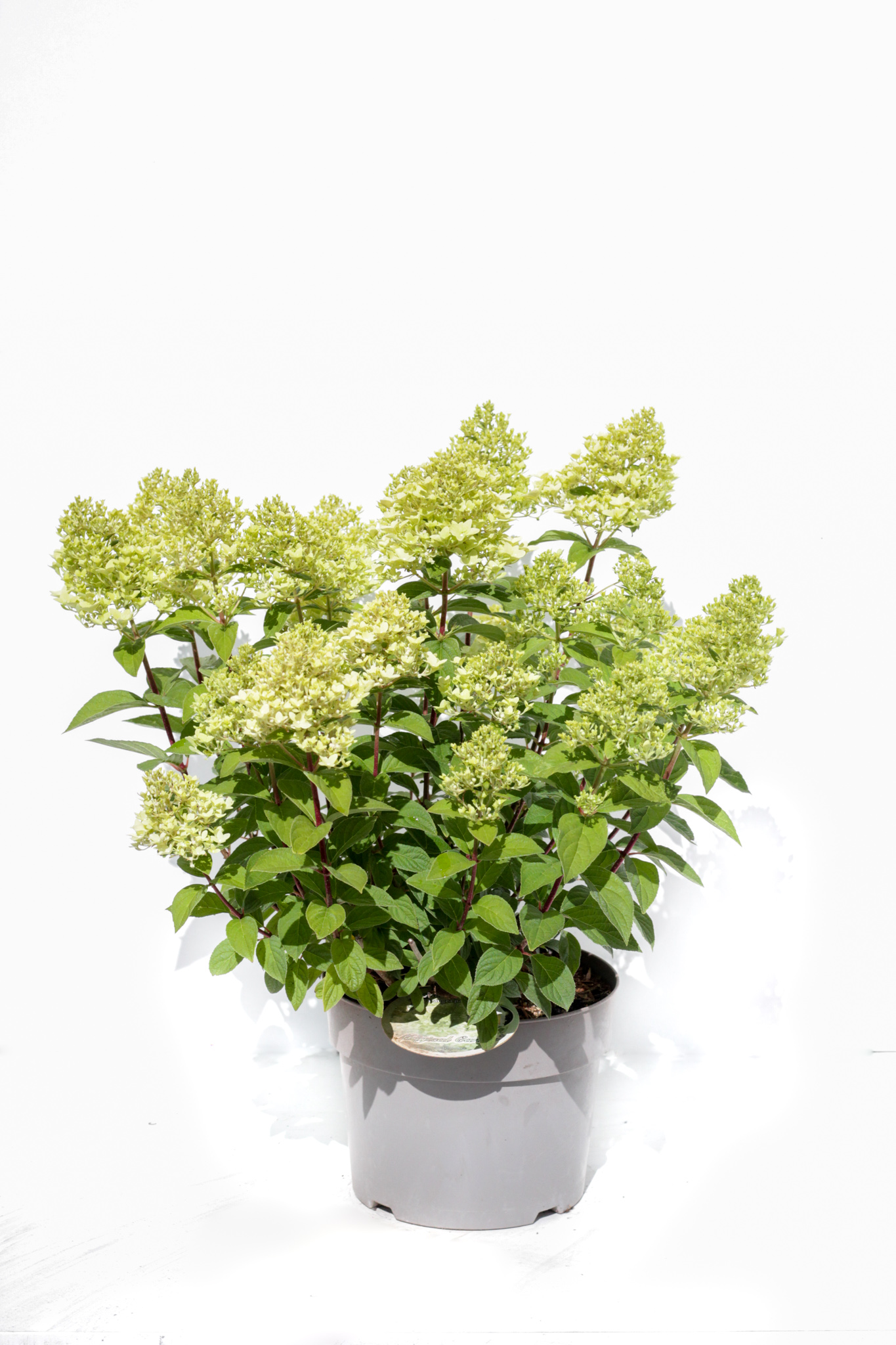 Гортензия метельчатая Меджикал Кенди